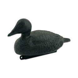 Black Eider